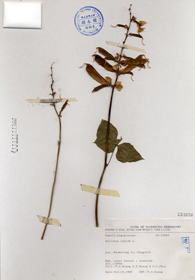Specimen thumbnail